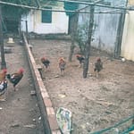 Cần bán 56m2(4×16) đất Đông Trù Đông Hội, Đông Anh